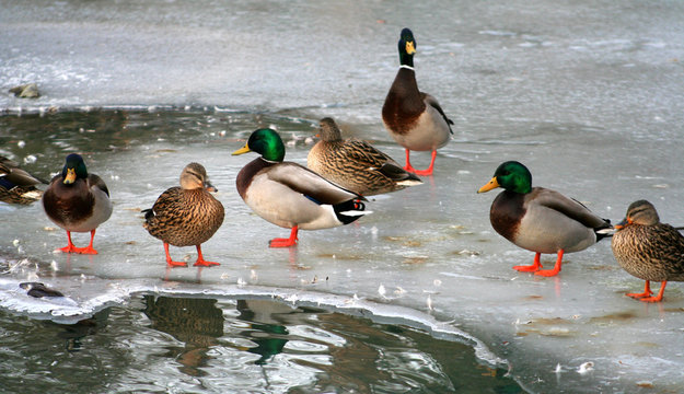 canards