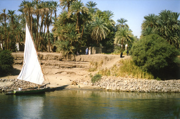 egypte, bord du nil,paysans,verdure,