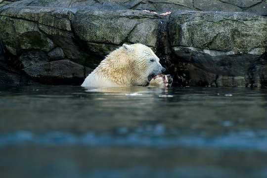 polar bear, eating