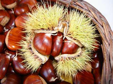 ChataignesBilder StockFotos & Videos. Adobe Stock