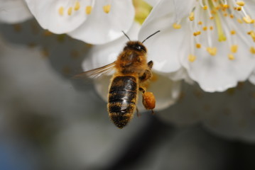 abeille