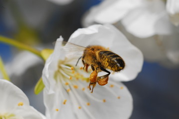abeille