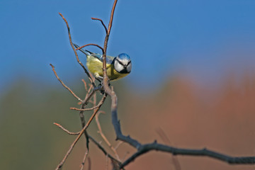 blue tit