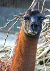 Obraz premium cou de lama