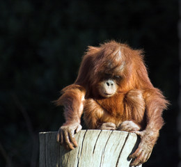 baby orang utan