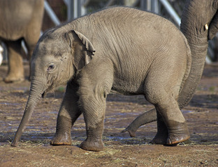 Fototapeta na wymiar słoniątka