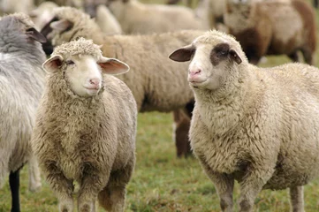 Store enrouleur Moutons schaf