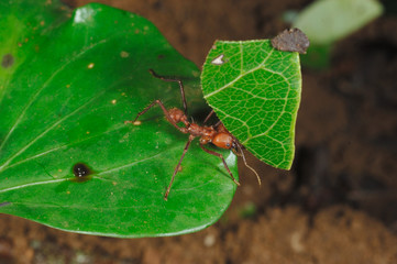fourmi coupeuse de feuille