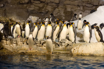 Obraz premium group of penguins