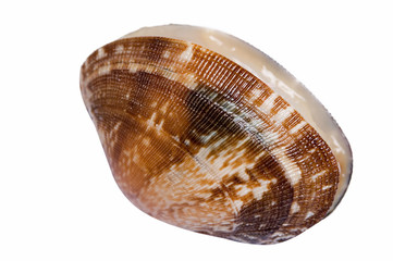 shell