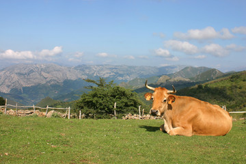 vaca lechera mirando a la camara