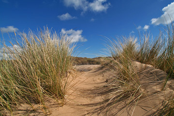 grassy dune