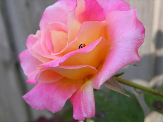 ladybug on a rose