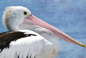 australian pelican