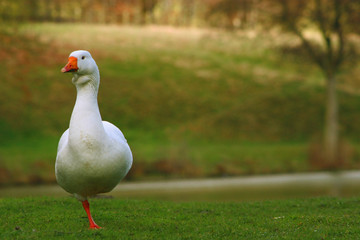 standing goose
