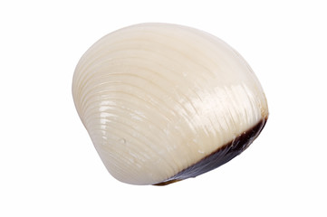 shell