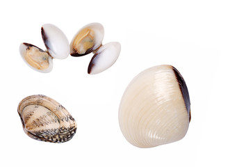 shells