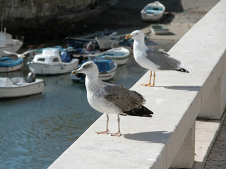 peniche © Anton Gvozdikov