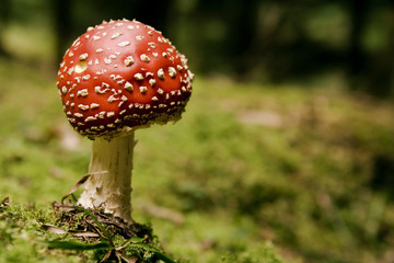 toadstool