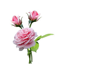 rosen und knospen