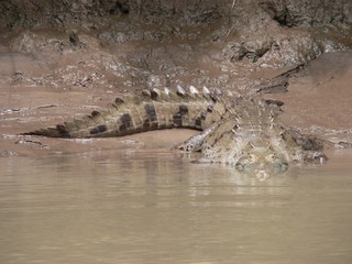 lauerndes krokodil