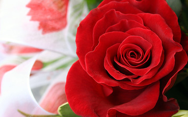 rose