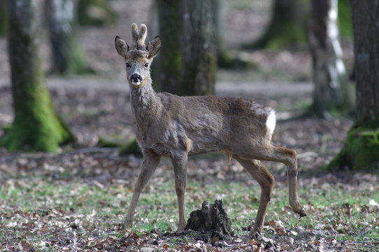 brocard © NICOLAS LARENTO