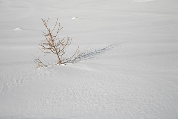 Fototapeta na wymiar seul sous la neige