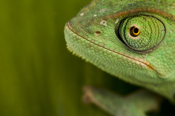 chameleon