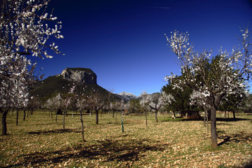 almendros