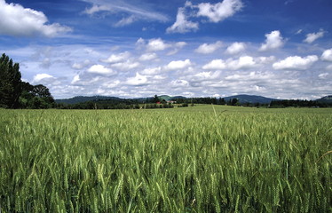 grass field blue sky