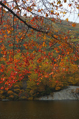 red leaves at bear mountain