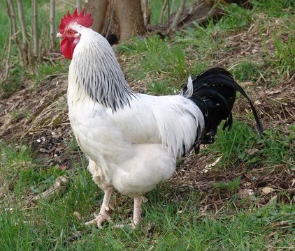 rooster