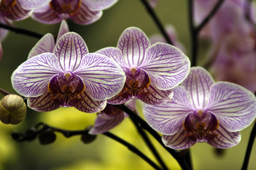 pink orchids