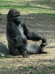 gorilla playing with toes