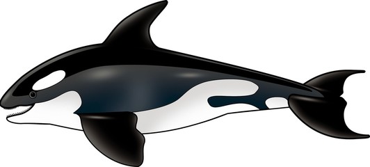 foresail - orca © Roman Dekan