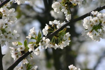 kirschblüte