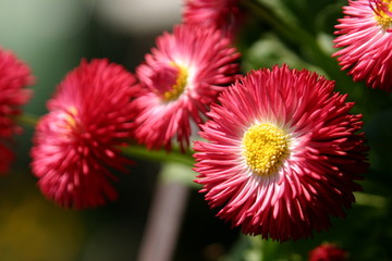 bellis 1