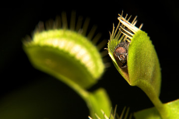 venus flytrap © Geza Farkas