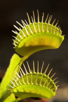 venus flytrap