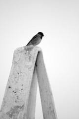 bird on the chimney