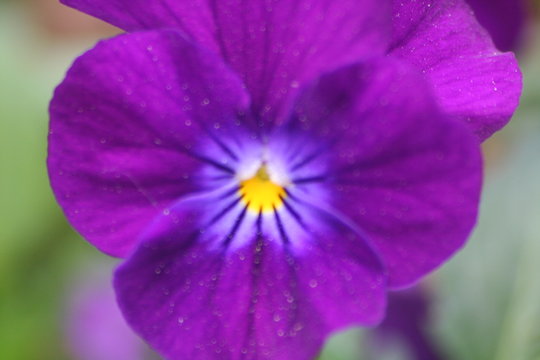 fleure
