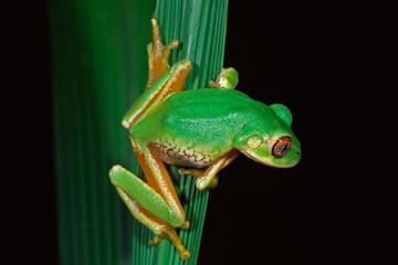 forest tree frog