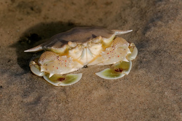 swimming crab