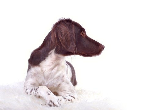 pretty dog's profile