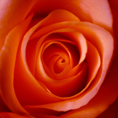 coeur d'une rose rouge