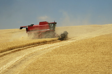 Obraz premium harvest time 22