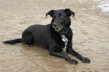 beach dog
