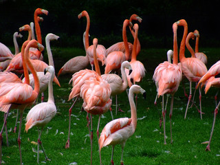 flamingos