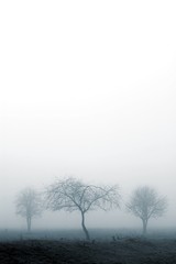 trees in fog